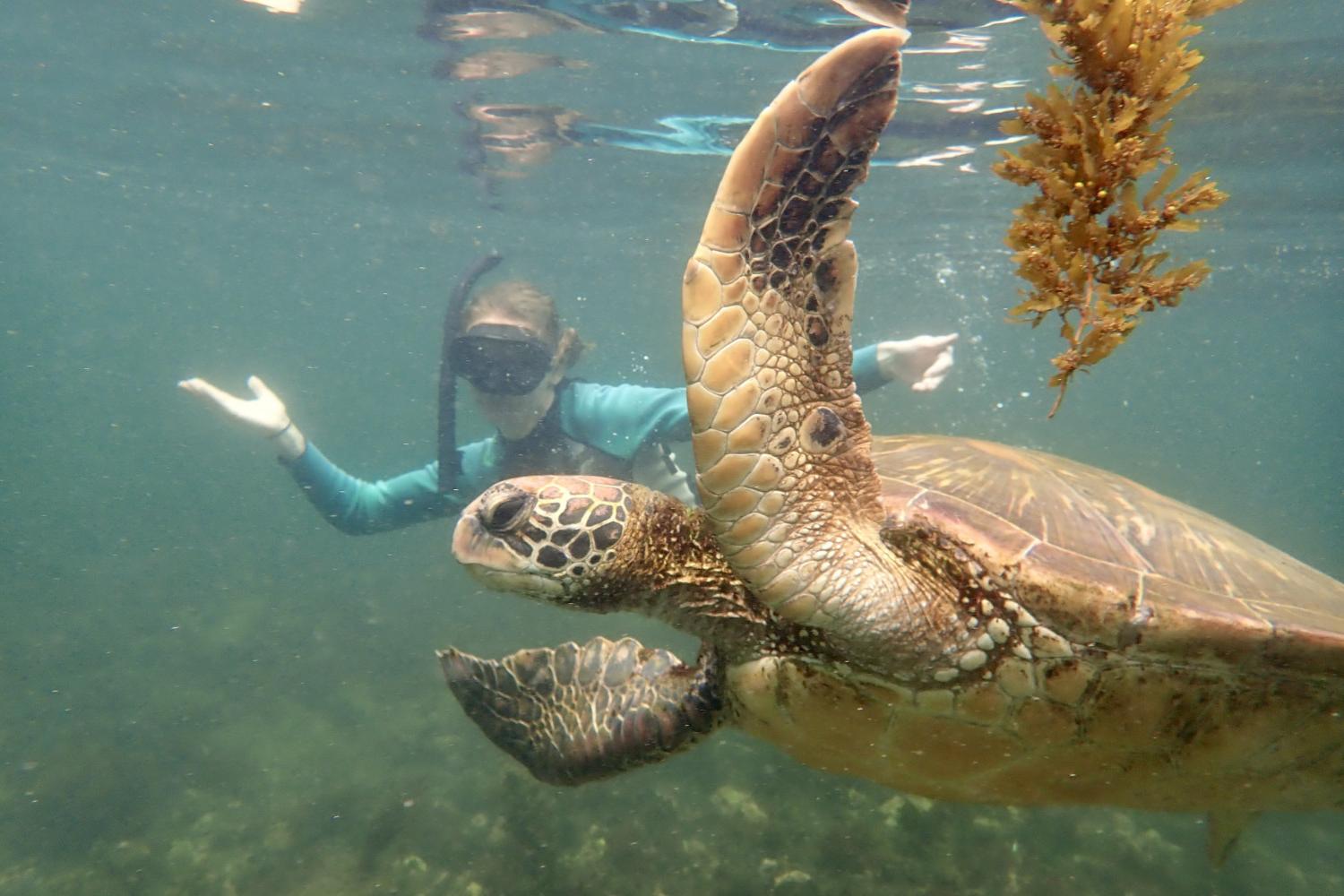 一名<a href='http://8dn7z.sdshty.com'>全球十大赌钱排行app</a>学生在Galápagos群岛游学途中与一只巨龟游泳.